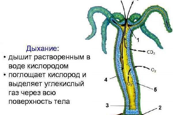 Ссылка кракен сегодня